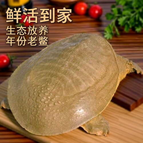 青黄色足斤大公甲鱼活体鲜活外塘
