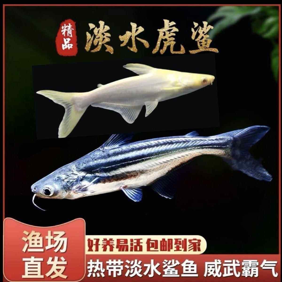 藍鯊白化鯊虎鯊虎頭鯊：淡水觀賞魚界的貴族，好養又耐活！