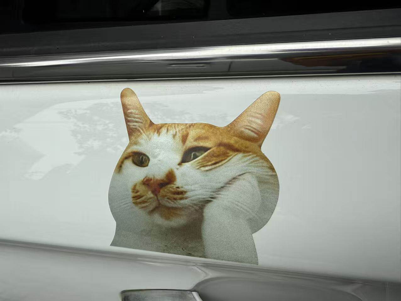 可爱搞笑迷因MEME猫猫咪惊讶表情个性创意车贴笔记本行李箱贴纸-淘宝网