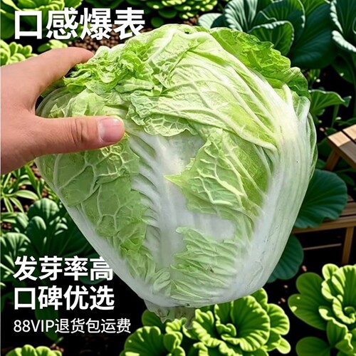 新乡好吃小包头白菜播种大白菜