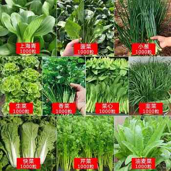 Complete collection of vegetable seeds for all seasons, cabbage, lettuce, celery, radish, chives, autumn gardening varieties of vegetable seeds