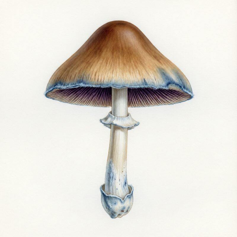 Flying Saucer