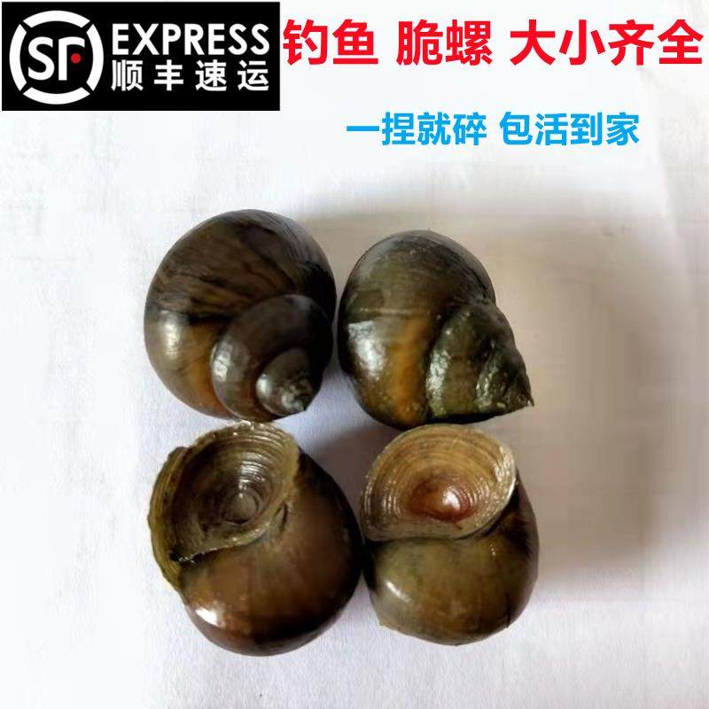 顺丰包邮脆螺钓青鱼鱼饵螺！鲜活田螺活体螺蛳，黑鲩青打窝石螺，钓鱼人的福音！-特种养殖类水族宠物-淘宝好物网