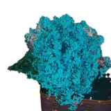 Сушеная гипсофила, сухоцветы, букеты из сухоцветов, большие букеты, прямые продажи с фабрики, бессмертные цветы, материал своими руками, настоящие цветы, украшения, предметы интерьера