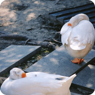 Nature protection