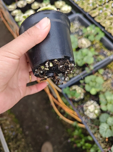 Японские семи изменений Tiger Wargrass обнаружена в мутации белая пятнистая горная дикая трава