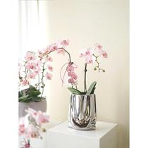 Internet celebrity Phalaenopsis vase light luxury luxury living room electroplated silver vase ceramic single Phalaenopsis small flowerpot
