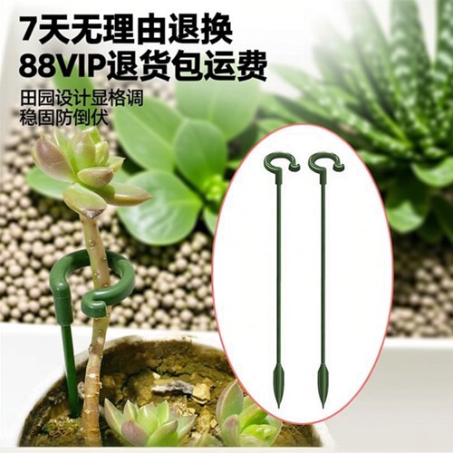 多肉防倒伏园艺月季兰花