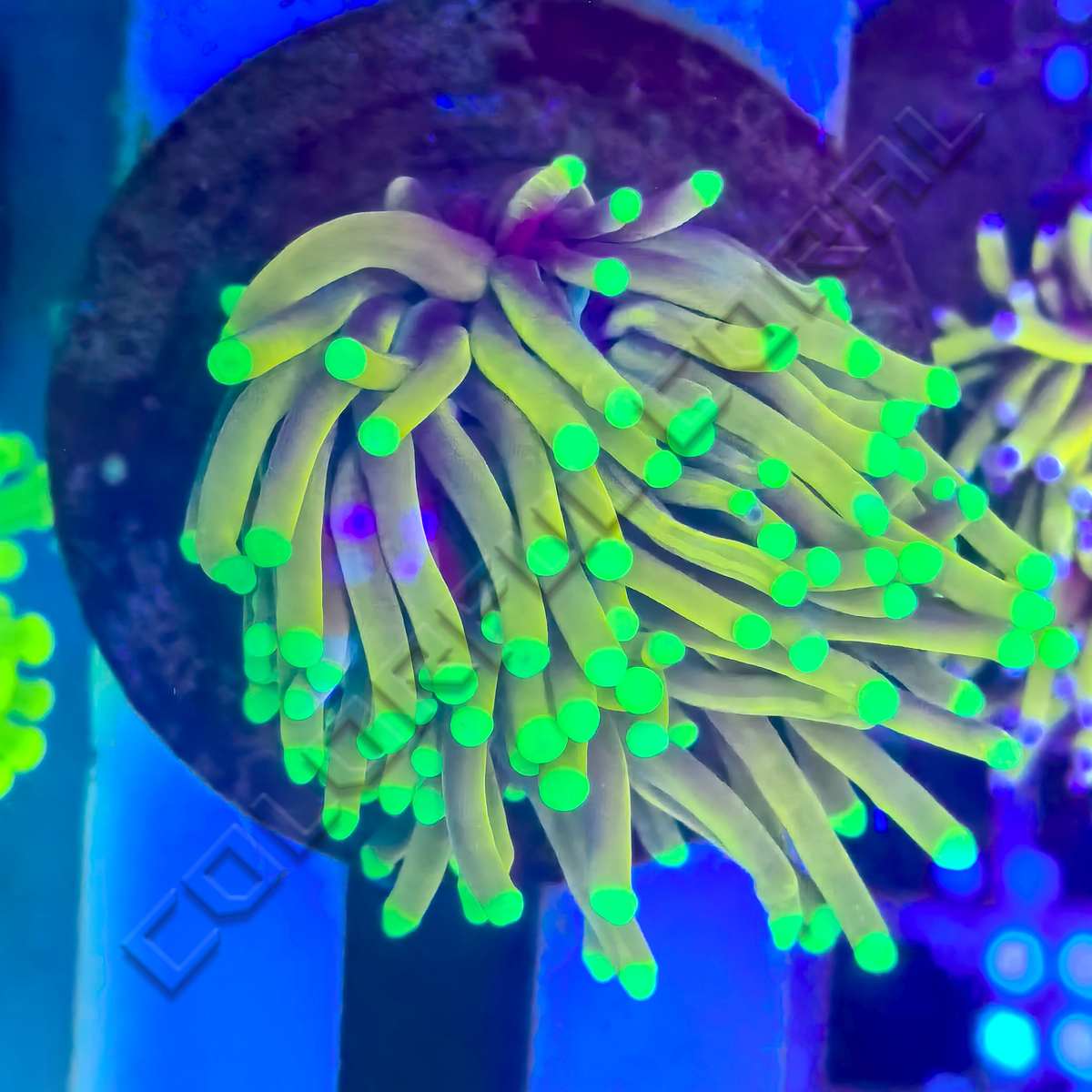 2244 贝壳光 6cm×10m 沐浴挽歌 2244 贝壳光 6cm×10m 沐浴挽歌