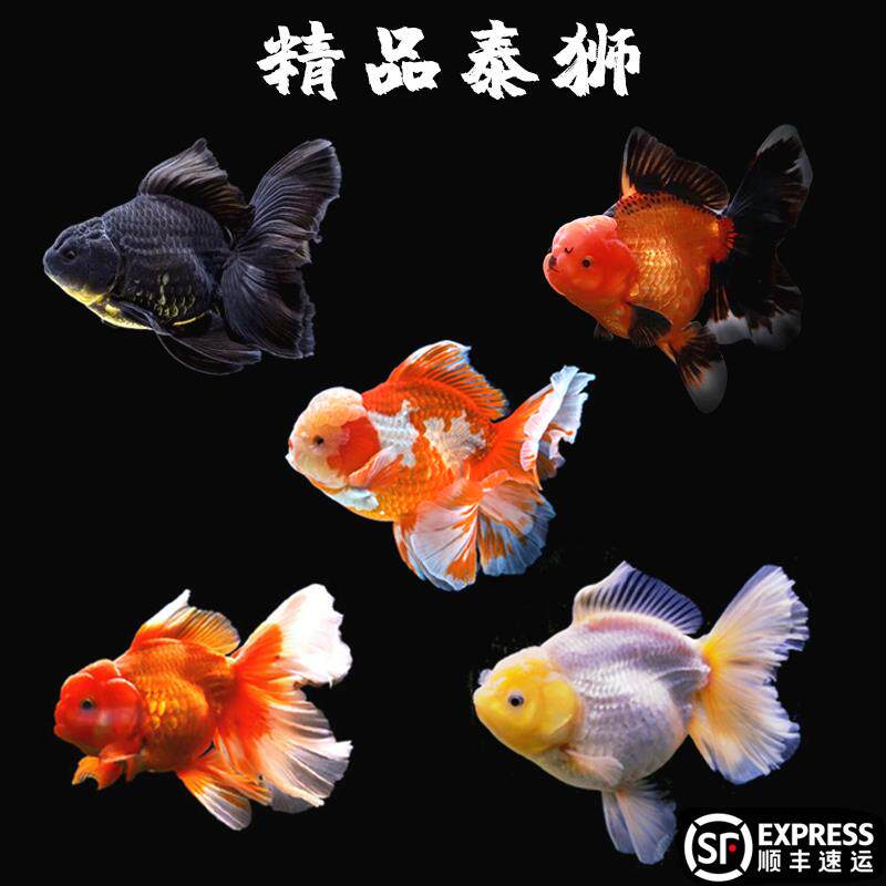 泰狮金鱼进口百褶精品活鱼:五彩斑斓的水中精灵,你值得拥有!-观赏虾蟹等饲料-淘宝好物网