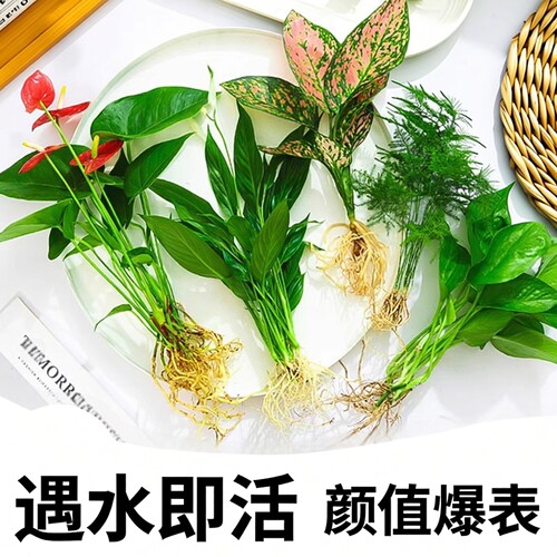 花卉盆栽水培植物室内花绿植四季水生好养活绿萝富贵文竹芋红白掌