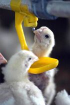 Chicken automatic drinking water _ Broiler and laying hens automatic drinking water system factory direct sales