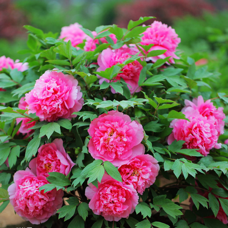 牡丹苗 绿植洛阳产国花牡丹花 牡丹花苗根系发达带土发货A款