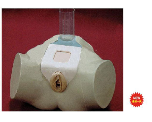 高级女性膀胱穿刺模型29F