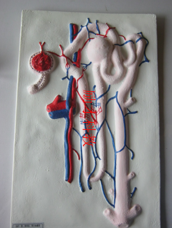 Kidney small body amplifying model Bio-teaching instruments for kidney and kidney units