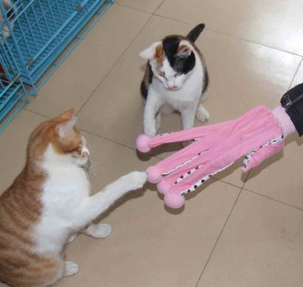 Export single RENA PET 5 finger cat stick (2 colors optional)