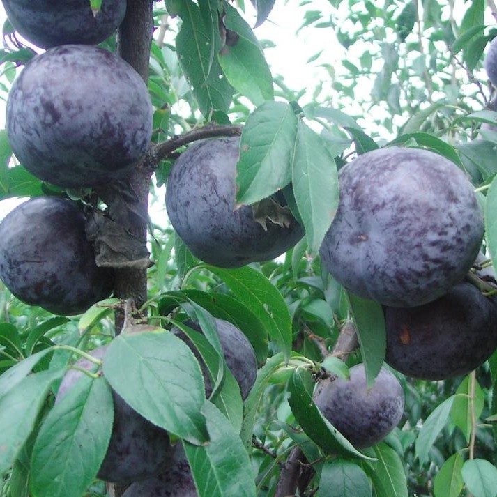 促销 庭院植物 脆红李子苗 家院盆栽地栽 嫁接苗 南北方种植花苗