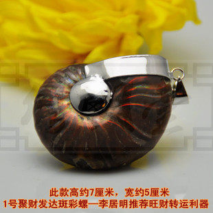 修明堂 开光聚财发达斑彩螺原石 李居明大师推荐旺财转运利器