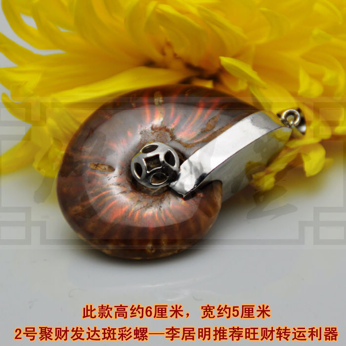 修明堂 2号聚财发达斑彩螺原石 开光李居明大师推荐旺财转运利器