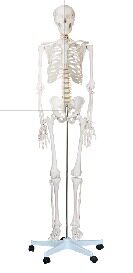 人体骨骼模型180CM/全身骨骼模型*厂家直销*骨骼标本
