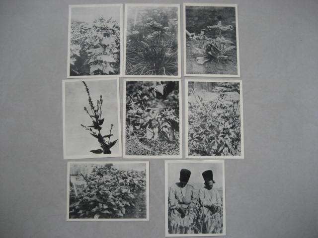 In the 1950s, 8 foreign plant pictures