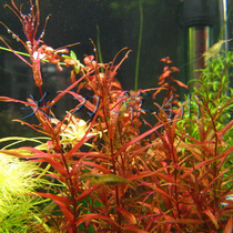 Tip - leaf red butterfly 1 strain of self - produced water leaf aquarium kills the mesh grass field