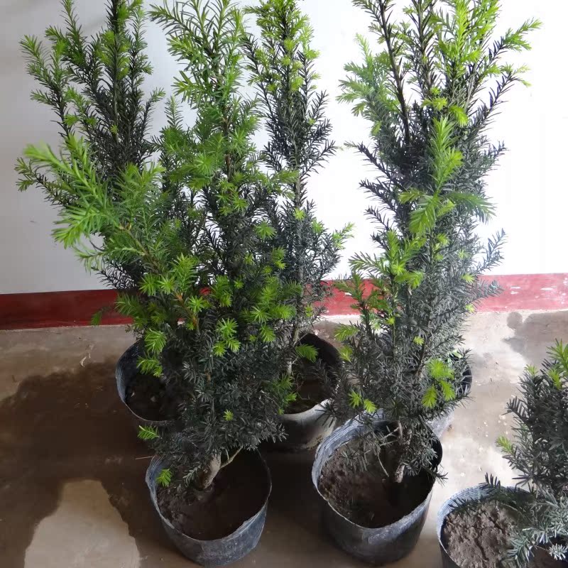 �̴�10���辰����