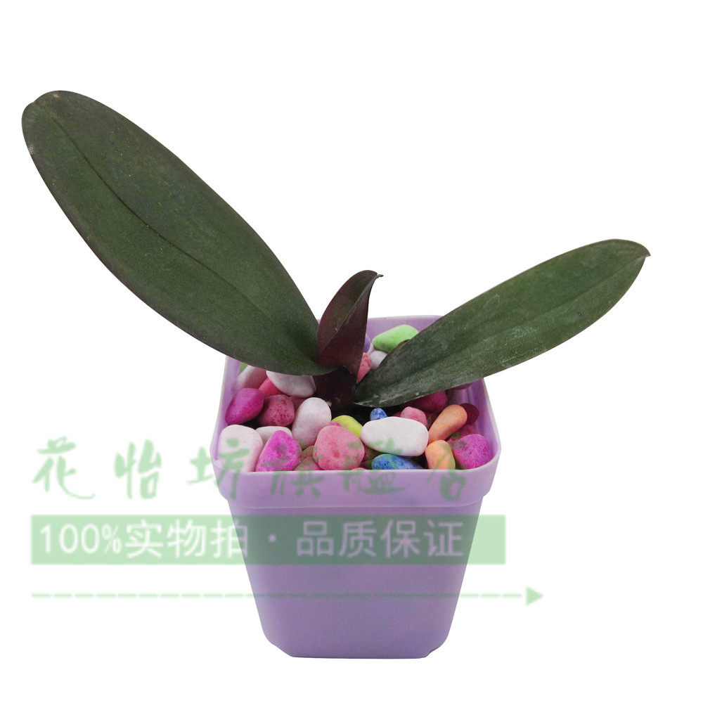 �������辰������