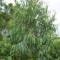  Freshly picked fresh eucalyptus leaves according to the leaves oak leaves blue and green eucalyptus leaves no impurities big promotion
