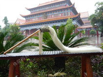 Chong 5 drill special sale High simulation ponytail dust martial arts equipment Tai Chi dust imitation ponytail dust