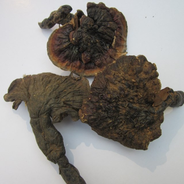 Tibet wild Ganoderma white meat Ganoderma lucidum Tibet Rosie Ganoderma lucidum