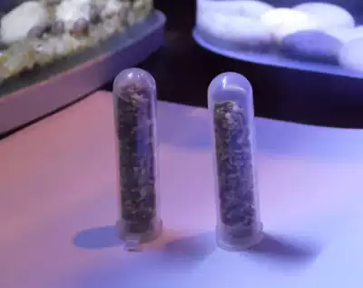 Seeds *Special food for harvesting ants Canary rapeseed four seasons green corn crushed red and yellow grain grass seeds