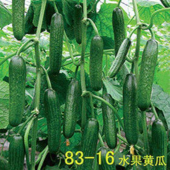 Shouguang vegetable seeds taste good, high yield, thornless Dutch 83-16 fruit cucumber seeds Four Seasons raw spring