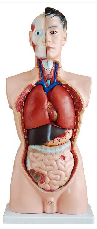 85CM male torso model 19 pieces Human organ model Human internal organs teaching model Human body model