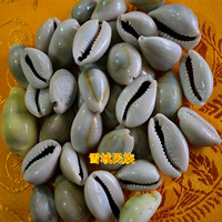 Цена на домкрат/раковина/Phnom Penh Snail/Mansa Dributary/One Catty 35 Yuan