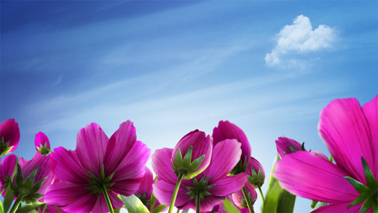 Wedding video background dynamic material flowers blooming HD dynamic material editing )