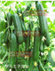 Modern fruit cucumber seeds fruit cucumber seeds potted spring and summer vegetable varieties imported in spring, autumn and winter