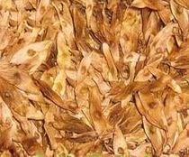 Chinese herbal medicine Chinese herbal medicine Hyacinth chinensis Hyacinth 500g