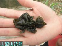 Farmers self-harvest wild ear fungus wild ground currant wild vegetables dried goods Wudang Xianshan no pollution to the environment