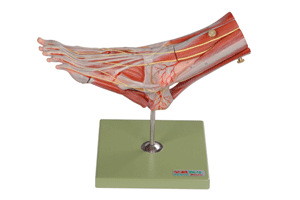 足肌附主要血管神经模型/解剖模型A11309