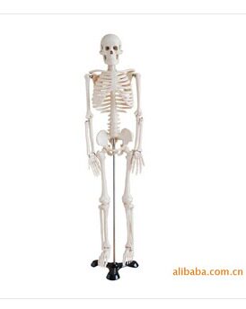 人体 骨架模型85CM 人体骨骼模型 人体脊柱脊椎模型医用艺用美术