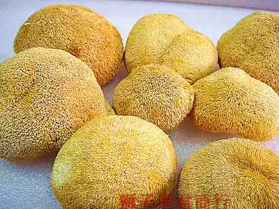 () Guangxi specialty Shiwandashan Hericium 500g