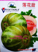 Fallen sweet melon seeds childhood melon flavor old variety cantaloupe seeds vegetable seeds fruit seeds