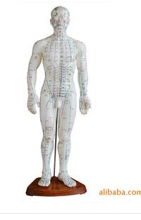 50CM人体针灸模型男性/解剖模型/医学教学培训专用/男性针灸模型