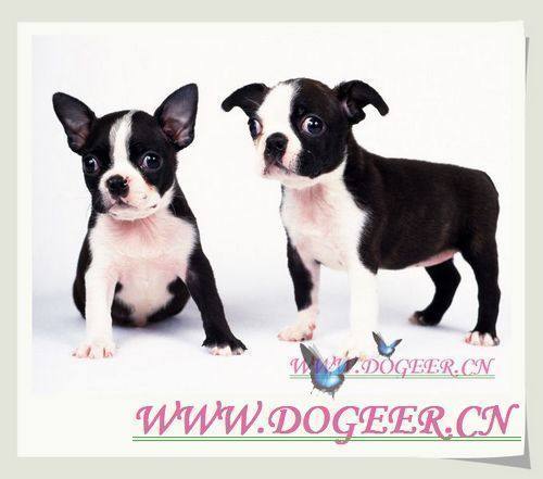 Pet consignment Pet transportation Air consignment pets from Zhongshan to the whole country under 5KG