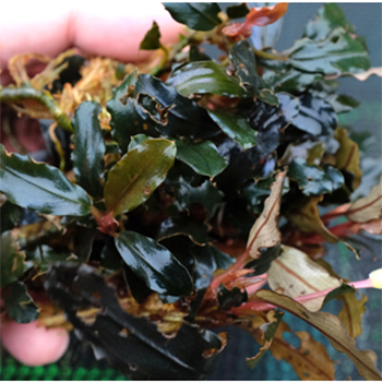 Pepper Ficus Rebecca Rebecca