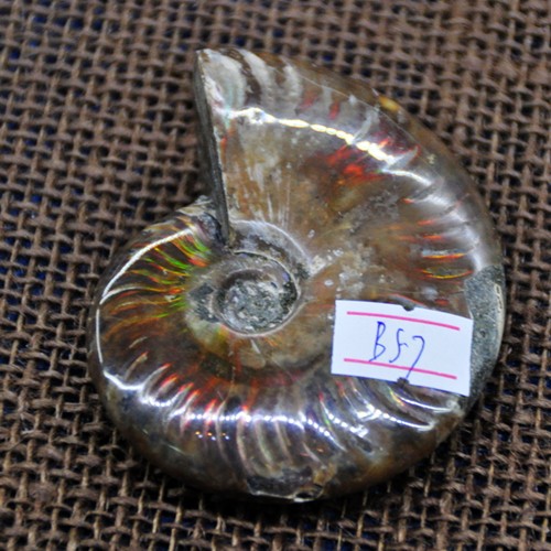 B57# 开光美丽七彩光斑彩螺化石7.5厘米原石 李居明推荐旺财转运