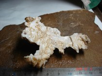 10533 Feng Ling Stone on the surface of Horseshoe Mountain in Hami Xinjiang