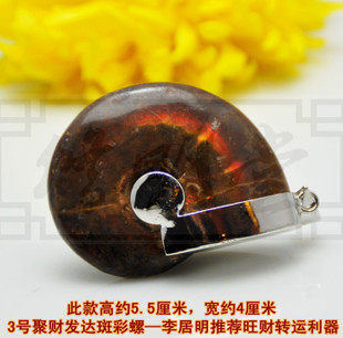 修明堂 3号聚财发达斑彩螺原石 李居明大师推荐斑彩旺财转运利器