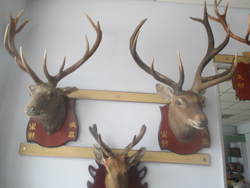 Real Deer Head Wall Decoration Deer Head Specimen Long Neck Deer